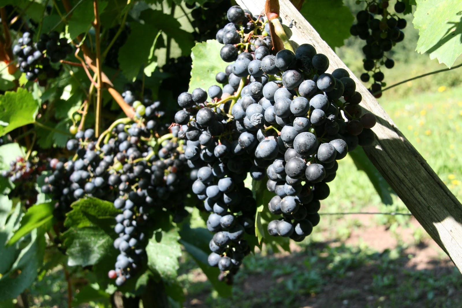 A ripe bunch of dark grapes on the vine