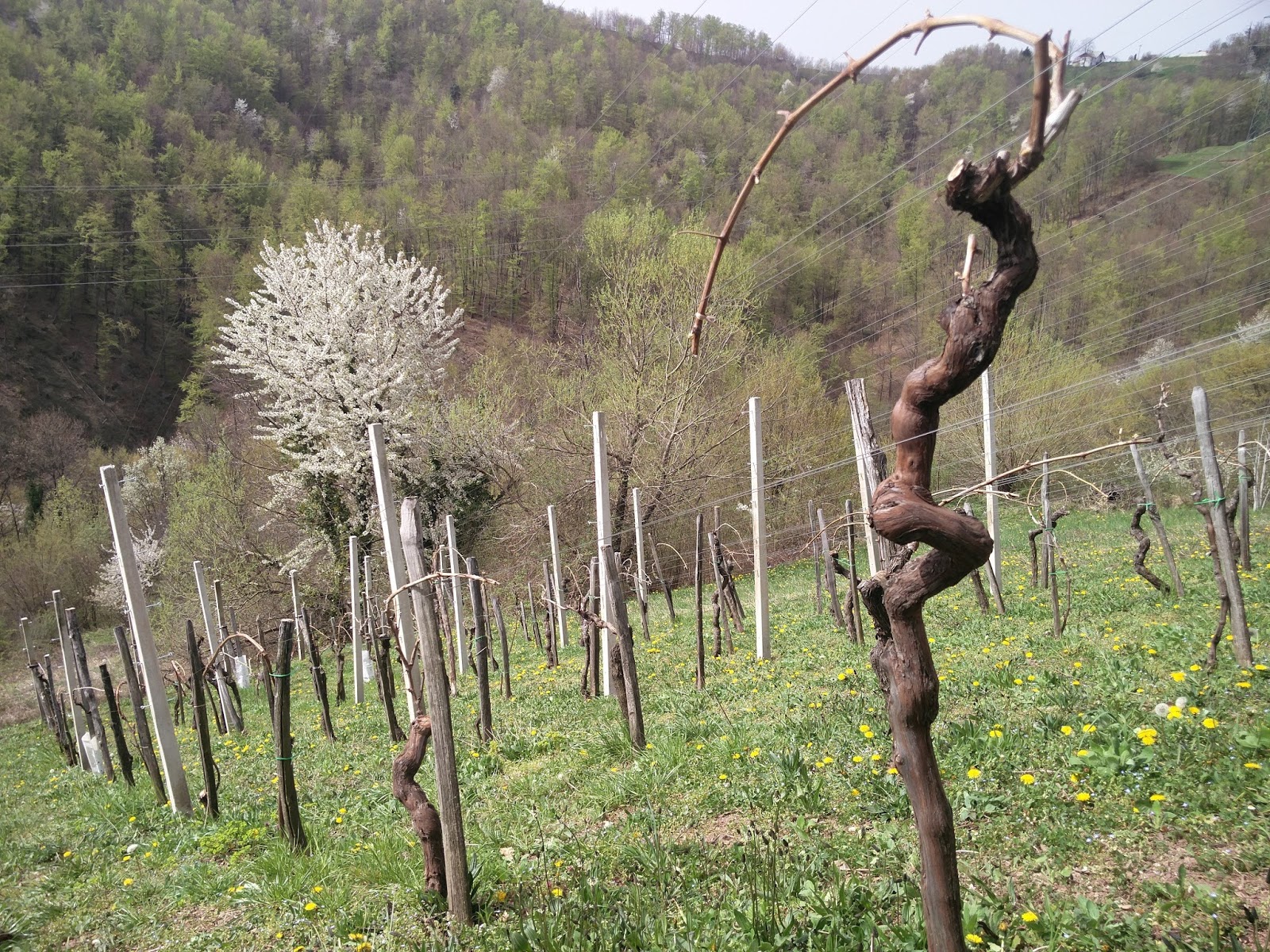 Old vines and flowering grass on a hillside vineyard